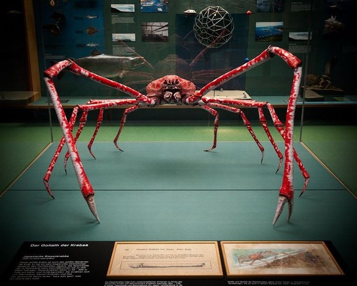 Японский краб-паук или гигантский краб (лат. Macrocheira kaempfer)