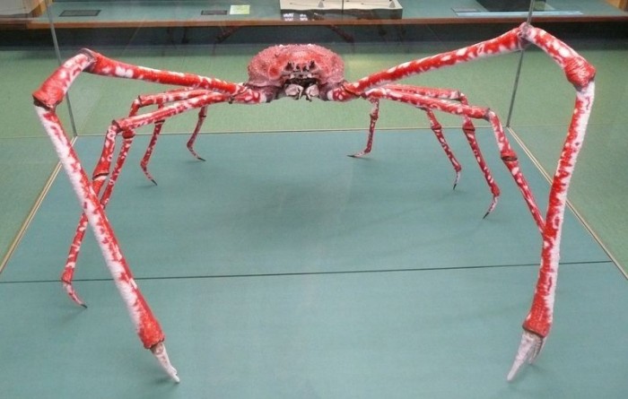 Японский краб-паук или гигантский краб (лат. Macrocheira kaempfer)