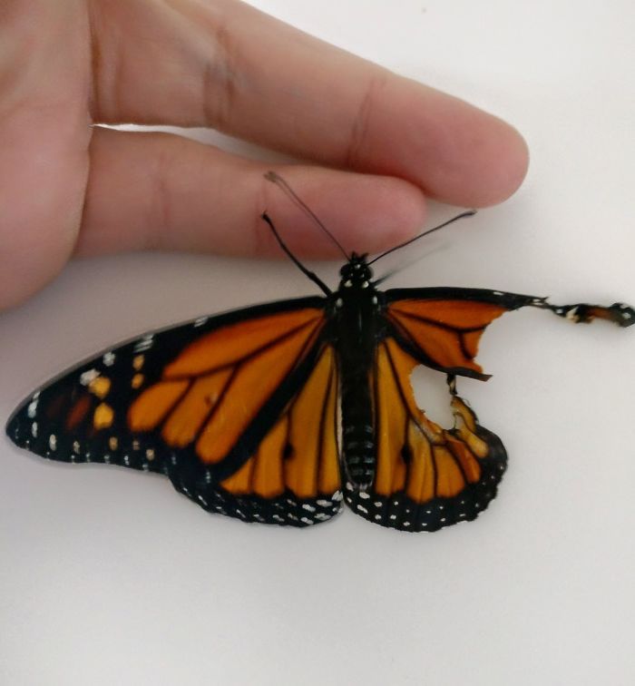 Дизайнер смастерила бабочке с деформированным крылом рабочий протез