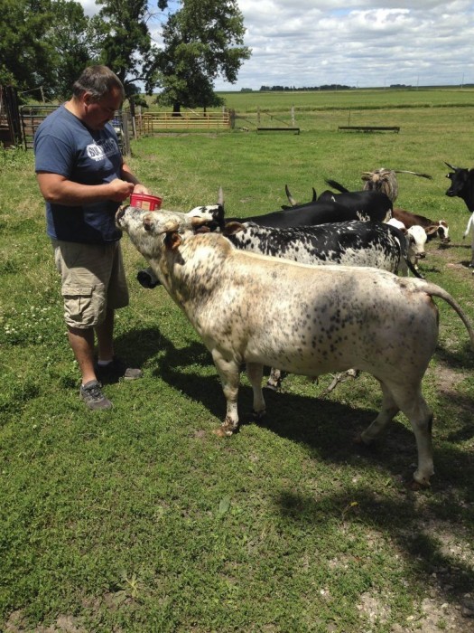 Фермер вывел карликовых коров, и их покупают в качестве домашних питомцев