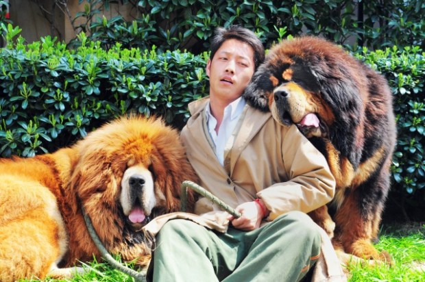 Щенок тибетского мастифа продан за два миллиона долларов