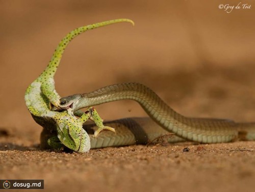 Что и как кушают змеи