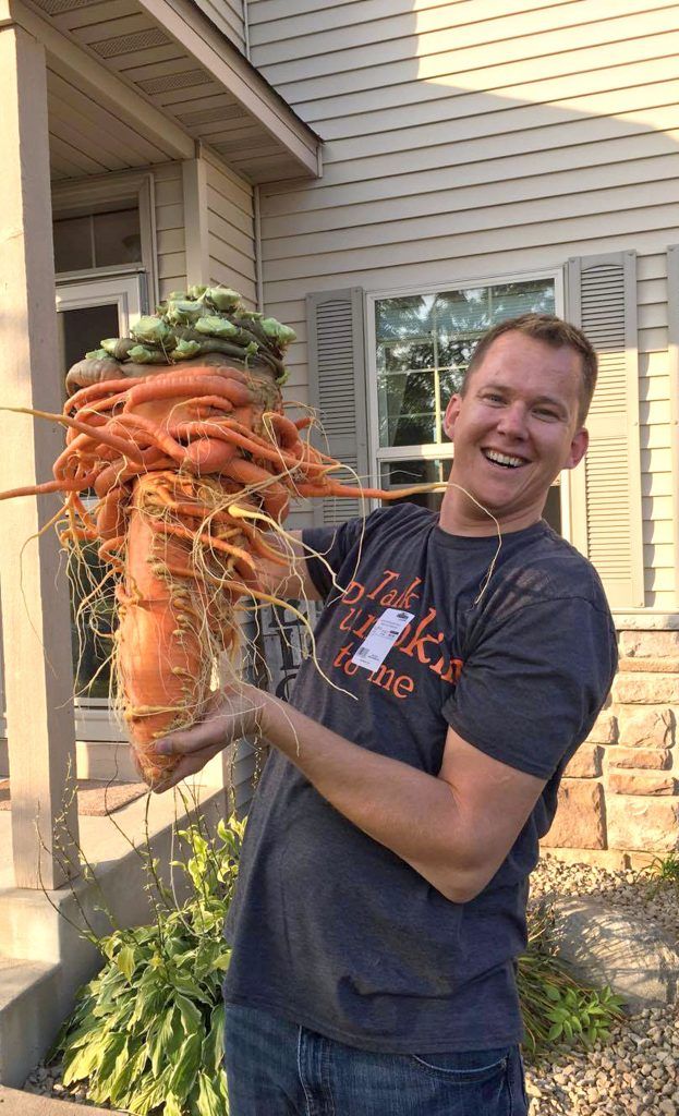 Фермер-любитель вырастил самую большую в мире морковку