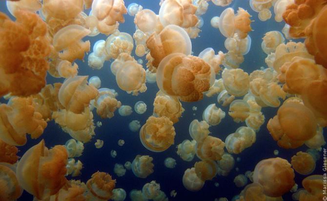 Озеро миллиона медуз