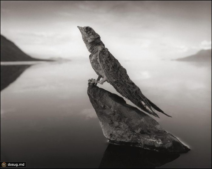 Озеро Натрон превращает животных в камень