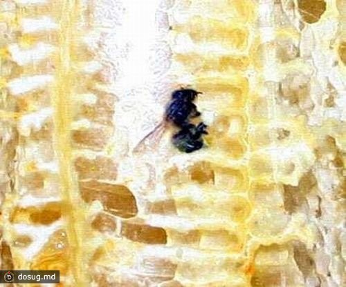 Как пчёлы строят соты в банке