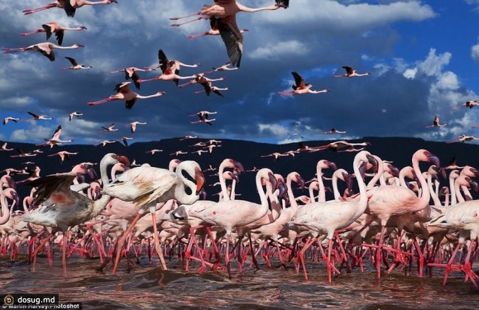 Розовые фламинго заполонили озеро