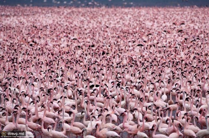 Розовые фламинго заполонили озеро