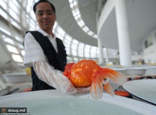 Чемпионат золотых рыбок в Китае