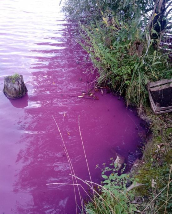 Отходы сахарного завода окрасили водохранилище в розовый цвет