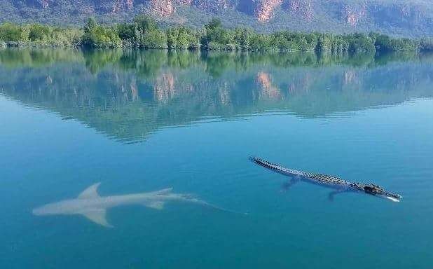 К лодке пары во время прогулки по реке пожаловали акулы и крокодилы