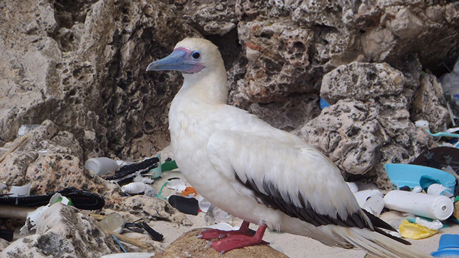 В желудках 90% морских птиц нашли пластиковые частицы