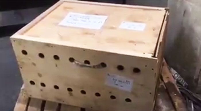 Таможенники нашли в тесной коробке трех тигрят