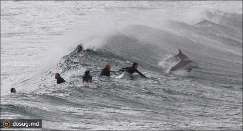Серфинг с дельфинами