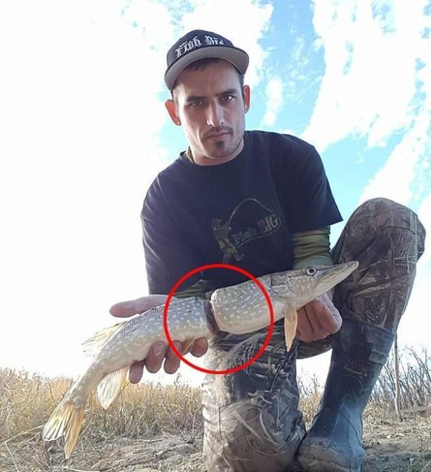 Рыбак поймал окольцованную пластиком щуку