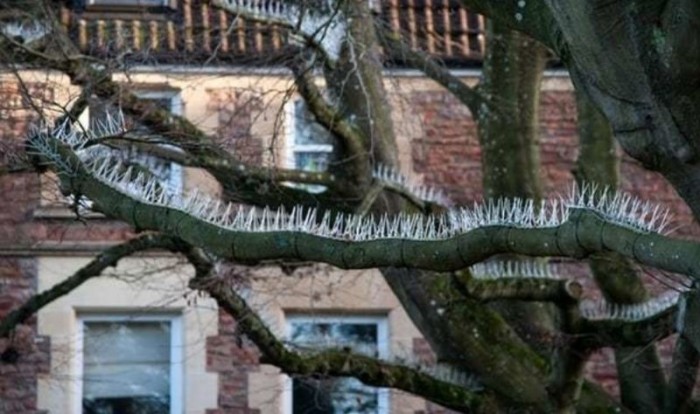 Чтобы птицы не гадили на припаркованные авто, британцы облепили ветки деревьев шипами