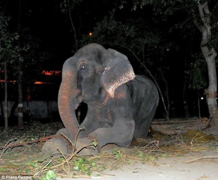 Спасённый слоник