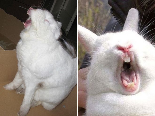 Зевающие кролики - довольно жуткое зрелище